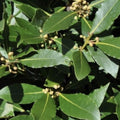 Laurus nobilis Bay Laurel Tree Cuttings 5 Stem Propagation Live Plant Culinary Herb Free Shipping