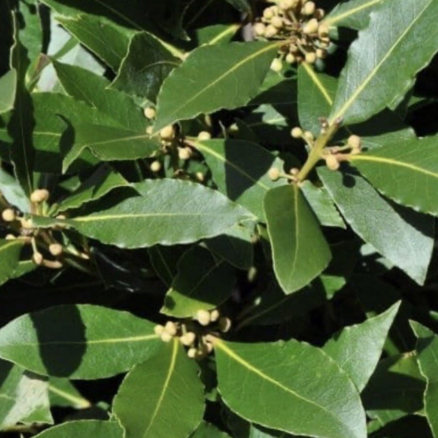Laurus nobilis Bay Laurel Tree Cuttings 5 Stem Propagation Live Plant Culinary Herb Free Shipping