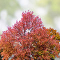 Sweet Gum Tree Seedlings 10" | Liquidambar styraciflua Hardwood Tree 5-Pack for Landscaping, Bare Root, Live Plant