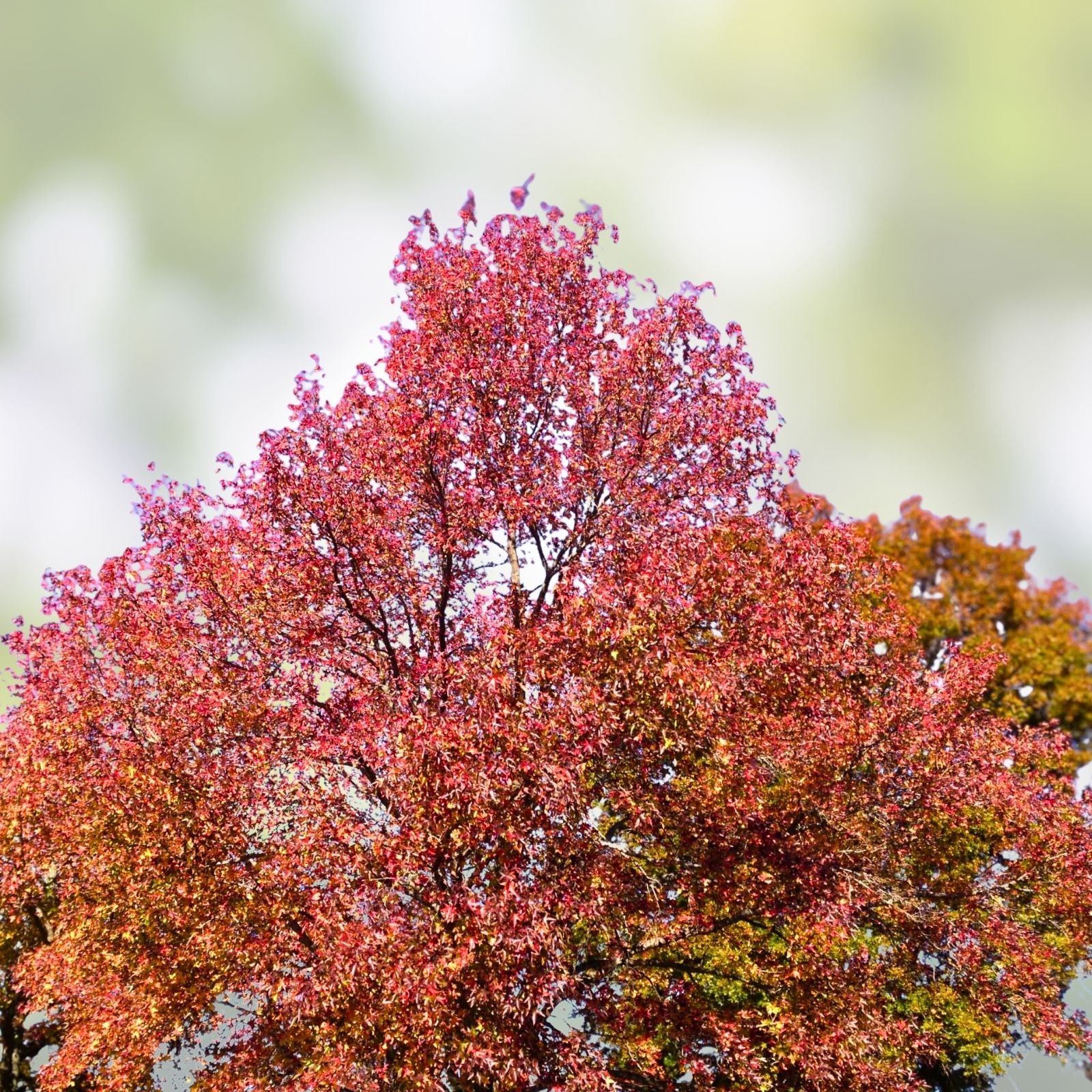 Sweet Gum Tree Seedlings 10" | Liquidambar styraciflua Hardwood Tree 5-Pack for Landscaping, Bare Root, Live Plant