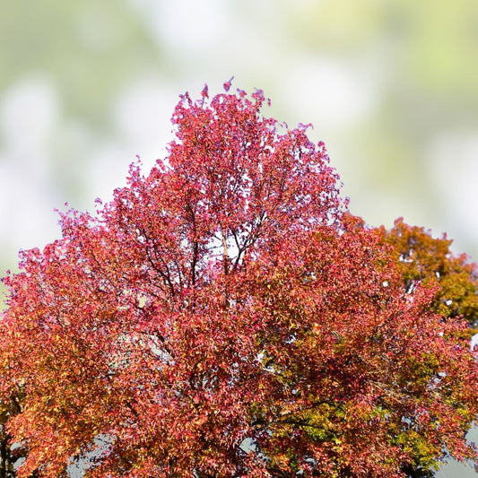 Sweet Gum Tree Seedlings 10" | Liquidambar styraciflua Hardwood Tree 5-Pack for Landscaping, Bare Root, Live Plant