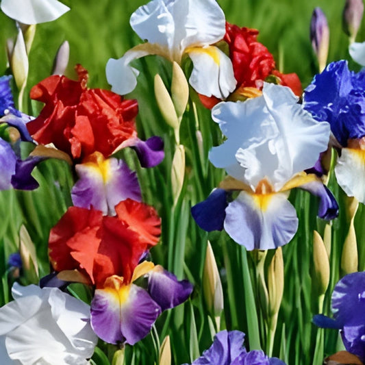 Iris siberica Flower Seeds 30+ Colorful Mix Purple White Red Blue Live Plant Cutting Bare Root Starter Plant