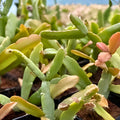 Rhipsalis Micrantha Cutting - 4 Inch Live Succulent Plant - Rare Houseplant for Collectors