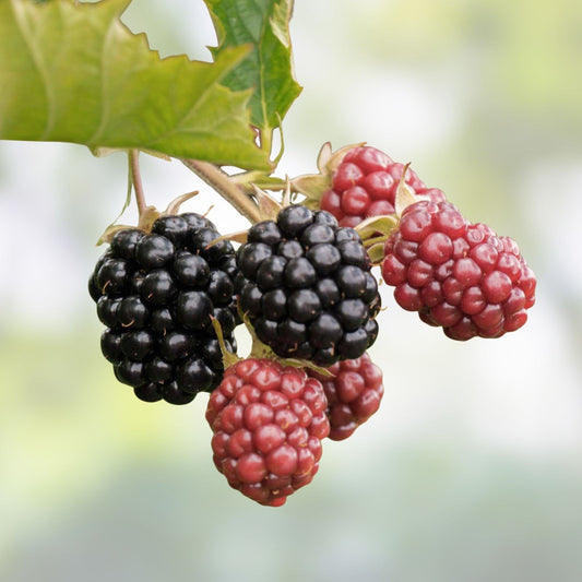 Organic Thornless Blackberry Cuttings 6" Unrooted 4 Pack Rubus fruticosus Bare Root Planting Material