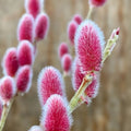 Pink Pussy Willow Live Plant 18+ Inches Salix discolor 'Rosea' Pink Catkins Shrub for Garden Landscaping