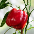 Sweet Pepper Seeds 100 Count Pretty N Sweet Capsicum annuum Vegetable Garden Starter Plant