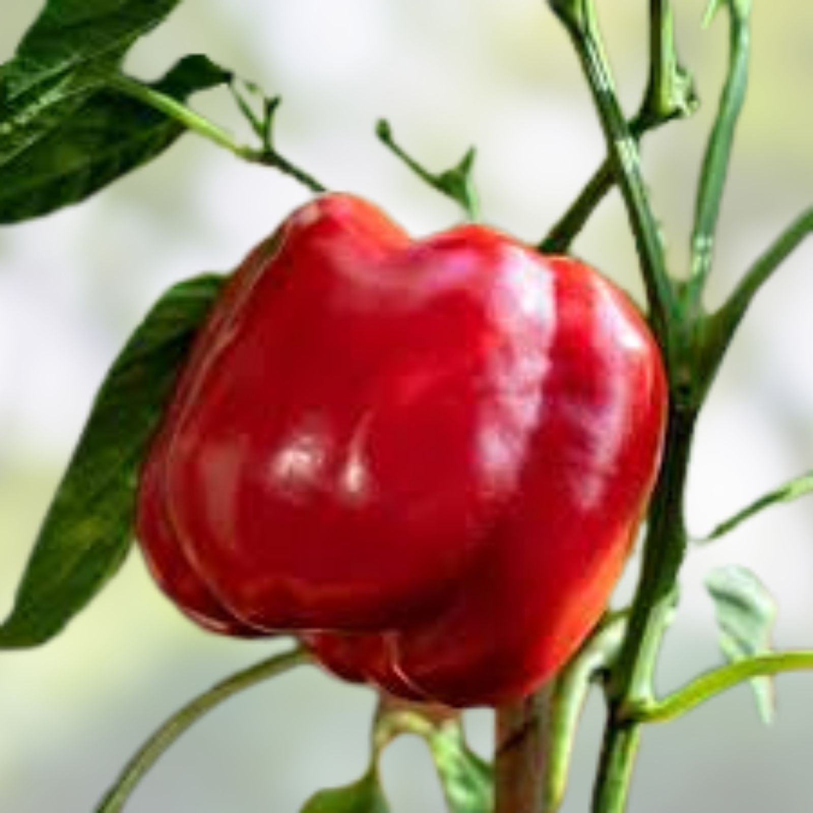 Sweet Pepper Seeds 100 Count Pretty N Sweet Capsicum annuum Vegetable Garden Starter Plant
