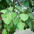 Ficus religiosa Seeds, Sacred Fig Medicinal Plant, Buddha Peepal Tree, Live Plant Cutting, Meditation Tree, Herbal Starter Plant