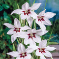 Gladiolus Bulbs 10-Pack Acidanthera Murielae Fragrant White Summer Garden Flower Bulbs