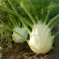 Florence Fennel Live Starter Plants Set of 2 Organic Foeniculum vulgare Herb Garden Full Sun