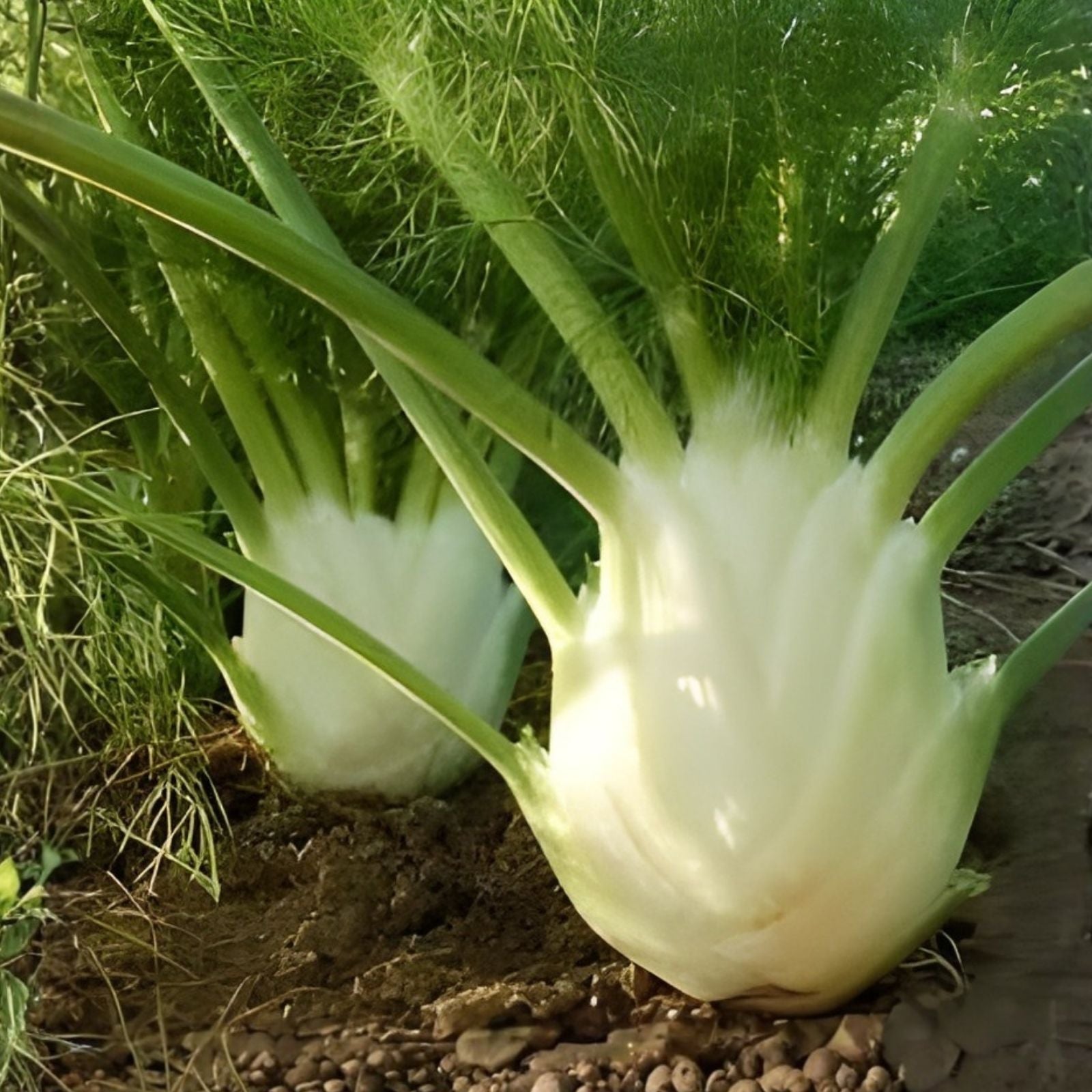 Florence Fennel Live Starter Plants Set of 2 Organic Foeniculum vulgare Herb Garden Full Sun