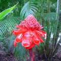 Pink Torch Ginger Seeds Etlingera elatior Exotic Flowering Plant Garden Starter 10 Seeds