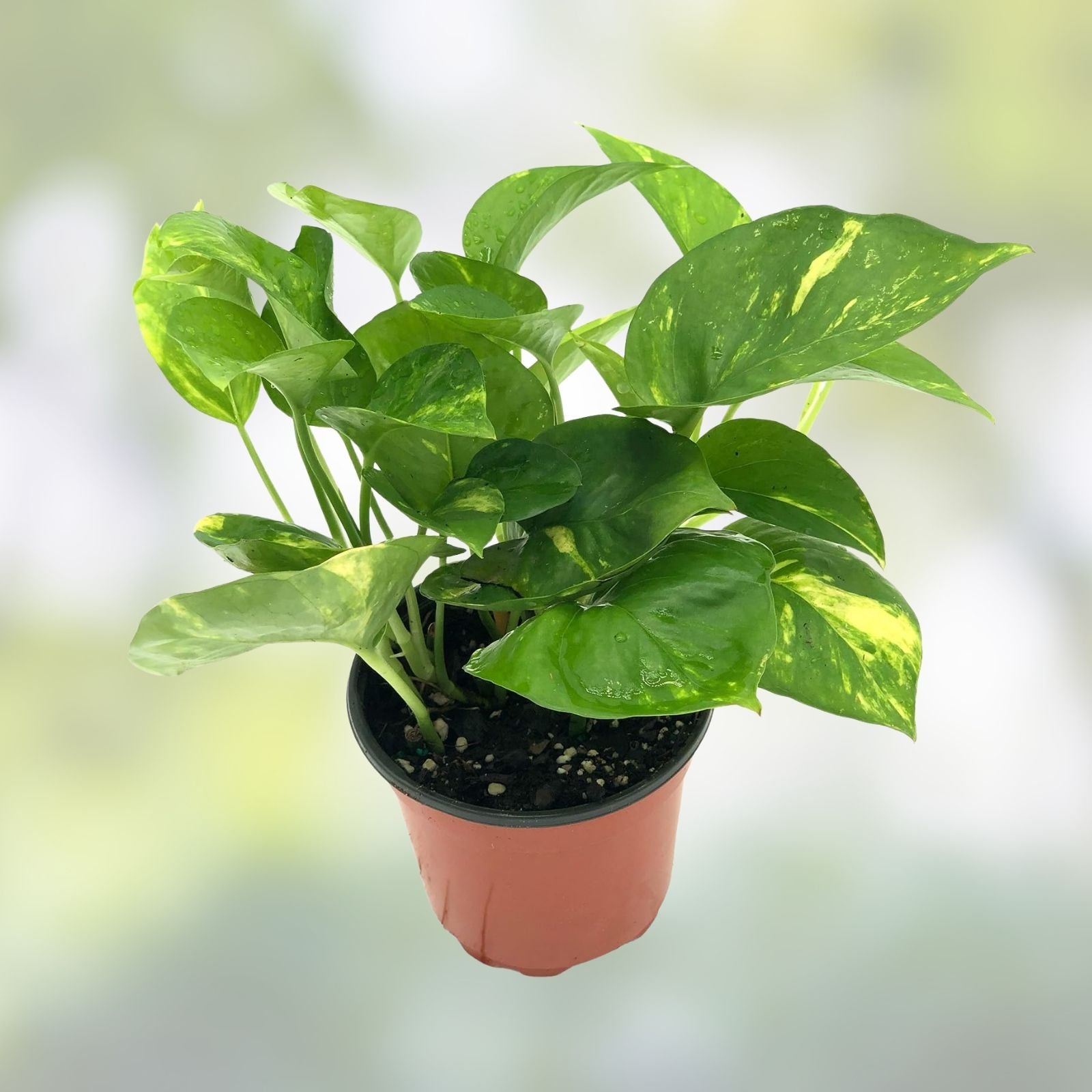 Golden Pothos Live Plant Cuttings – 5 Rooted Epipremnum aureum Indoor Outdoor Houseplant Easy Care
