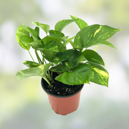 Golden Pothos Live Plant Cuttings – 5 Rooted Epipremnum aureum Indoor Outdoor Houseplant Easy Care