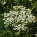 Caraway Herb Seeds 50+ | Anethum graveolens Culinary Seeds for Cooking, Planting & Growing