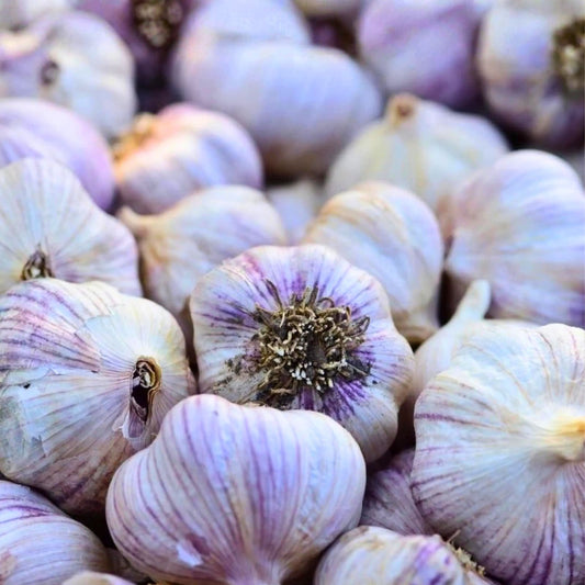 Organic Siberian Garlic Bulbs Allium sativum for Cooking and Planting, Live Garlic Bulbs, Kitchen Herb, Garden Starter Plant
