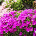 Ice Plant Cuttings Delosperma Coastal Pig Face Succulent 6 Pack Drought-Tolerant Live Plant Garden Starter