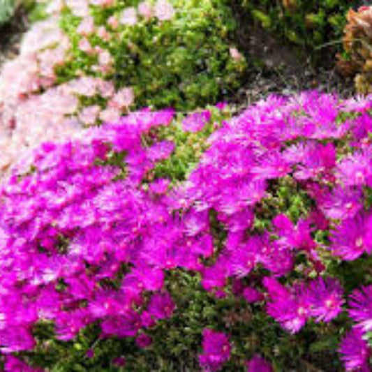 Ice Plant Cuttings Delosperma Coastal Pig Face Succulent 6 Pack Drought-Tolerant Live Plant Garden Starter