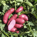 Pink Bellflower Seeds 50 Pack - Campanula Medium Perennial Garden Flowers - Easy to Grow Planting Seeds