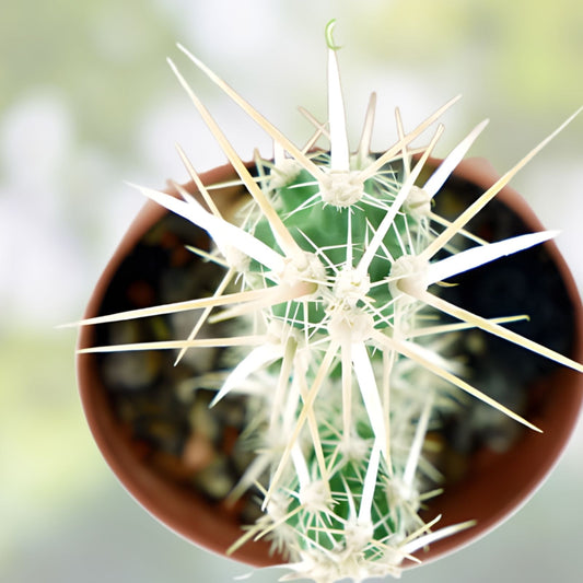 Grusonia Clavata Cactus Cutting Live Plant – Drought-Tolerant Desert Succulent, Non-GMO, Club Cholla Cactus, Easy Care