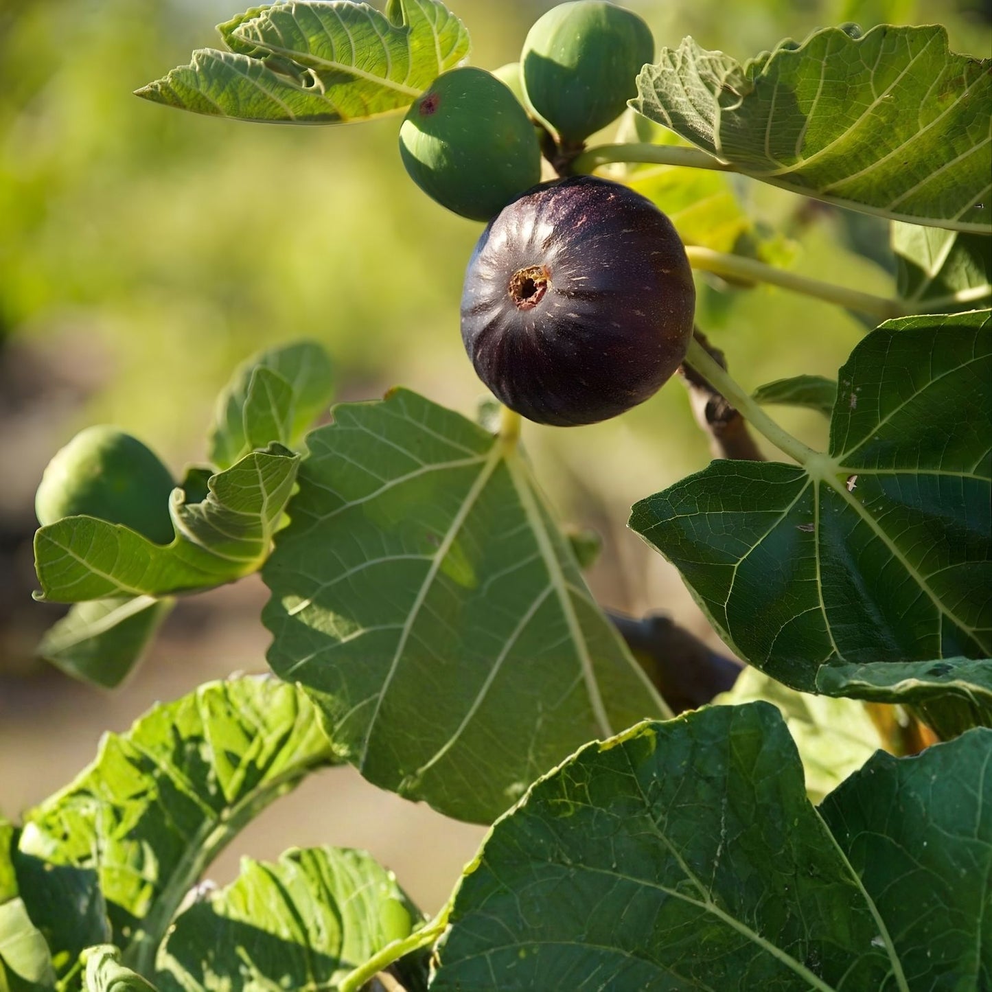 Longue D'Aout Fig Tree Cuttings Set 5 Pcs Ficus carica Edible Fig Plant Propagation Live Starter Plants