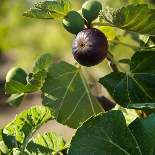 Longue D'Aout Fig Tree Cuttings Set 5 Pcs Ficus carica Edible Fig Plant Propagation Live Starter Plants