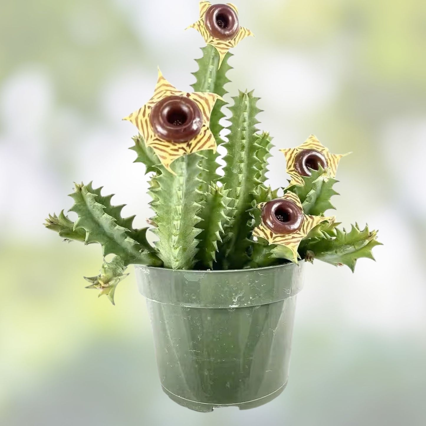 Life Saver Cactus Cuttings - Huernia Zebrina - Friendship Plant Succulent - Easy to Grow Succulent Cuttings for Potting