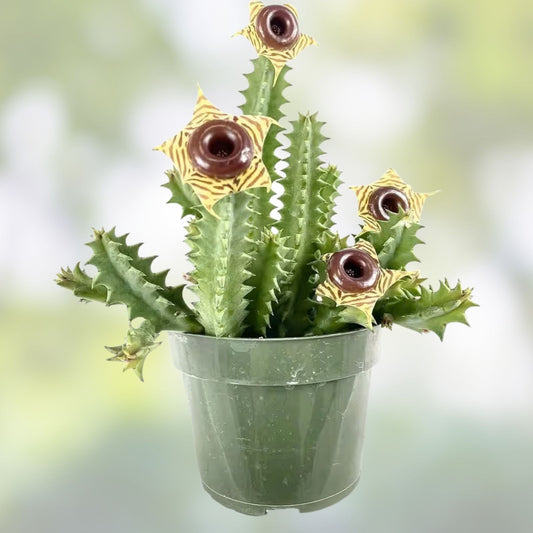 Life Saver Cactus Cuttings - Huernia Zebrina - Friendship Plant Succulent - Easy to Grow Succulent Cuttings for Potting