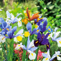 Dutch Iris Plants 3-Pack | Live Rooted Iris × hollandica Bulbs for Garden Flower Bed, European Heritage, Live Plant, Bulbs