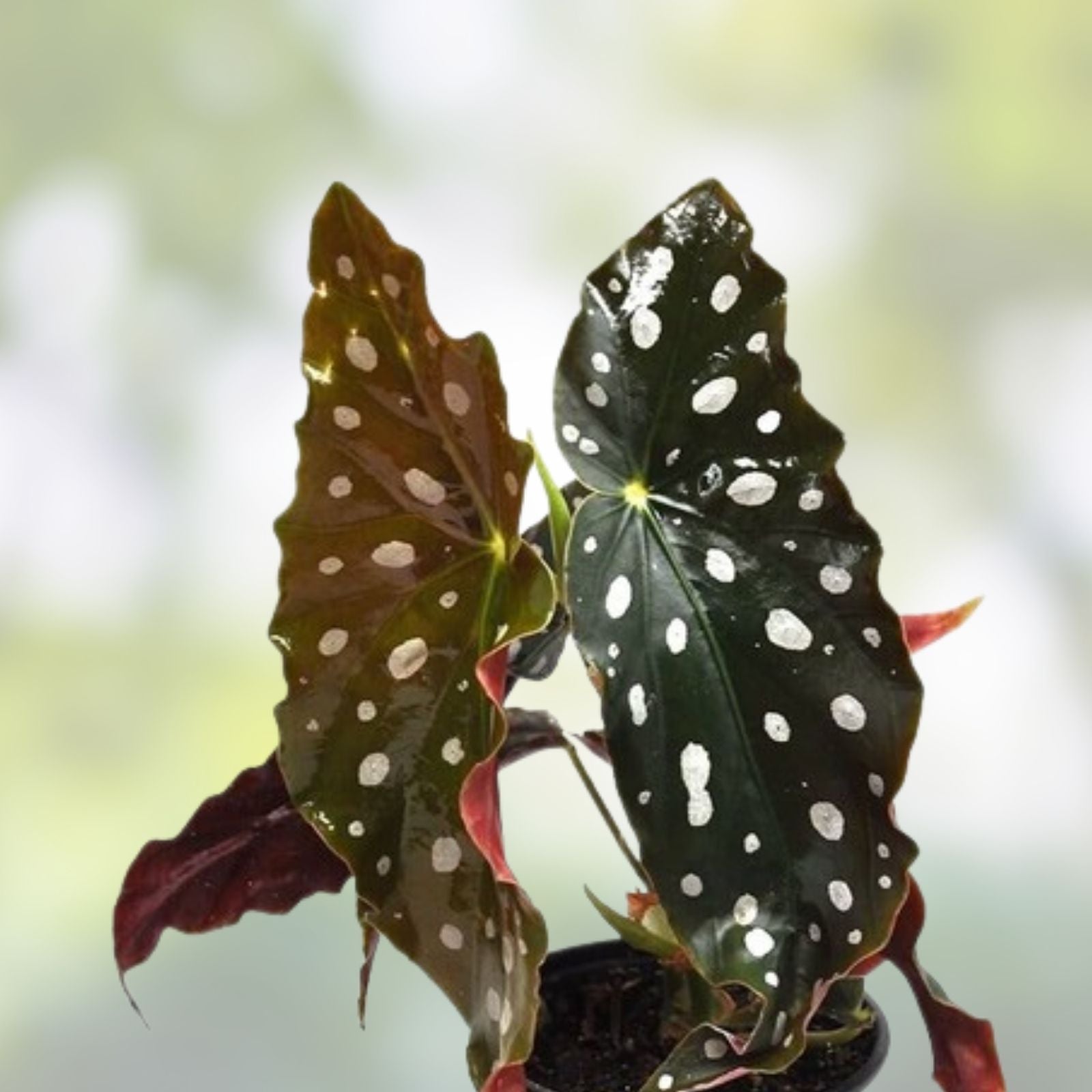 Begonia prismatocarpa Cutting Buttercup Live Plant for Terrarium Vivarium Paludarium Houseplant