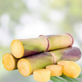 Fresh Sugarcane Buds, Heirloom Variety, Ready to Plant, 4+ Buds, Florida Grown, Easy to Grow