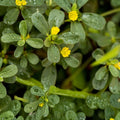 Yellow Purslane Cuttings Portulaca oleracea Bright Purple Flowers Succulent Ground Cover Live Plant