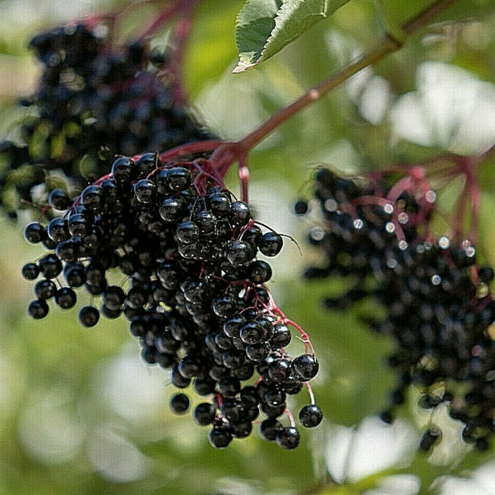 European Black Elderberry Seeds 80 Count | Sambucus nigra Medicinal Tree | Live Plant, Cutting, Bare Root, Starter Plant