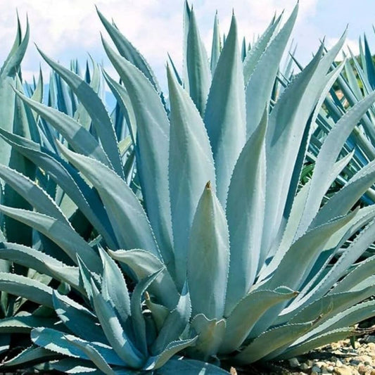 Agave Seeds Mix 10 Pack – Mixed Species for Planting, Garden & Landscape Use, Varied Colors, Fast Growing Agave Seeds