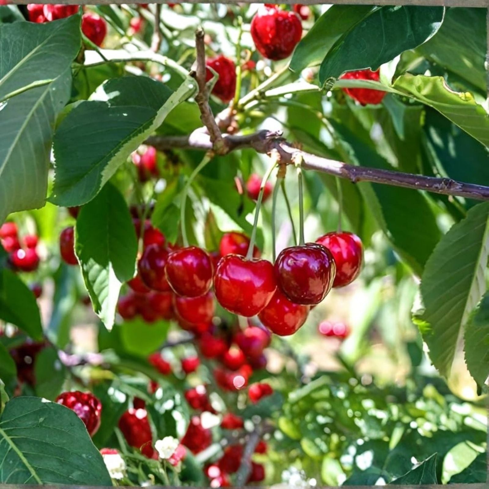 Acerola Cherry Tree Live Plant Barbados Variety Malpighia emarginata Fruit-Bearing Shrub for Garden