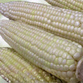 White Stowell's Evergreen Corn Seeds, Heirloom Non-GMO Organic Sweet Corn, 20+ Starter Seeds, Vegetable Garden Planting Supplies