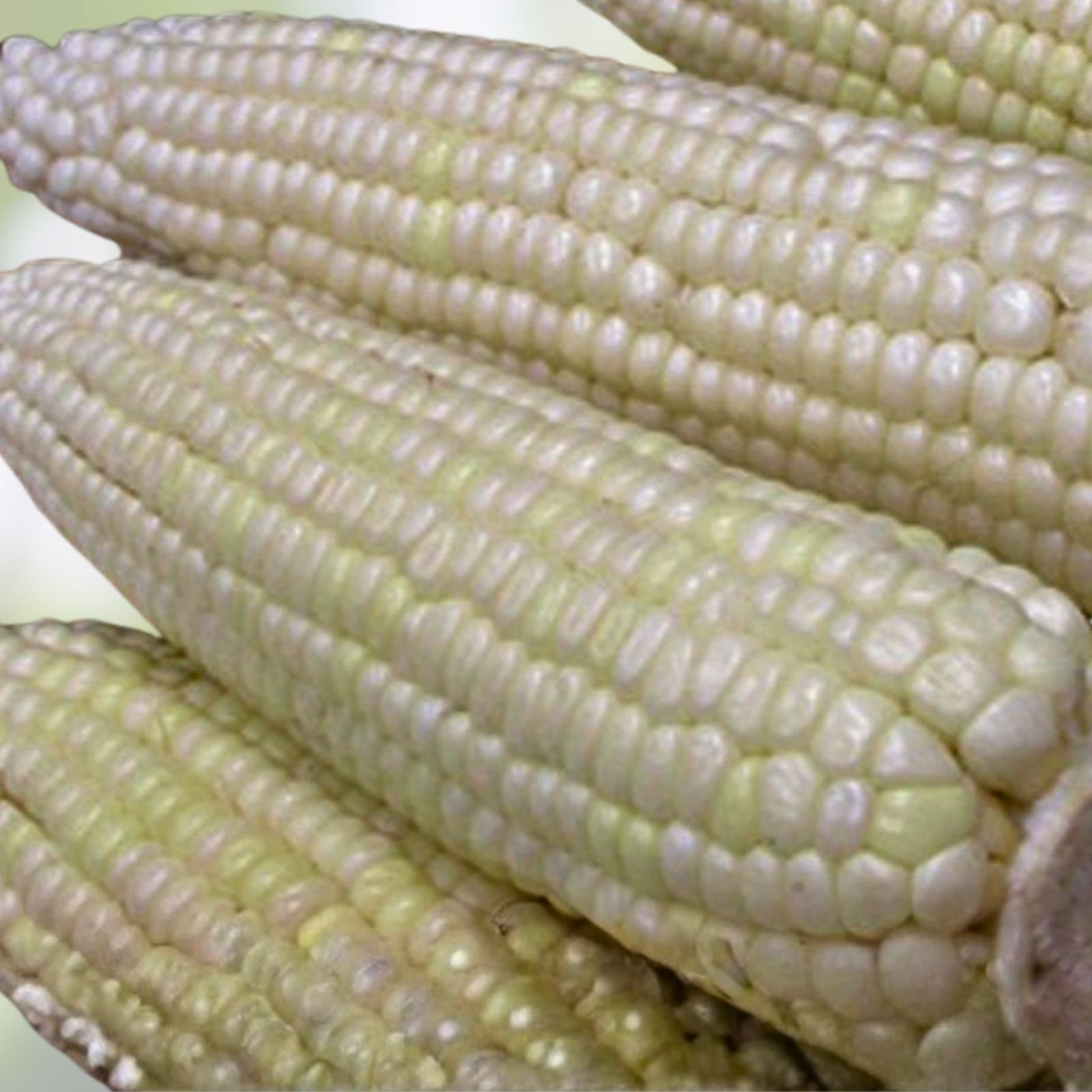 White Stowell's Evergreen Corn Seeds, Heirloom Non-GMO Organic Sweet Corn, 20+ Starter Seeds, Vegetable Garden Planting Supplies