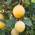 Ponderosa Lemon Cuttings - Ready to Root - Largest Lemon Variety - Citrus limon - Shipped with Pot - Fast Shipping