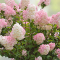 Vanilla Strawberry Hydrangea Cuttings – Live Unrooted Hydrangea paniculata Starter Plants, Garden Flowers, Flowering Shrubs