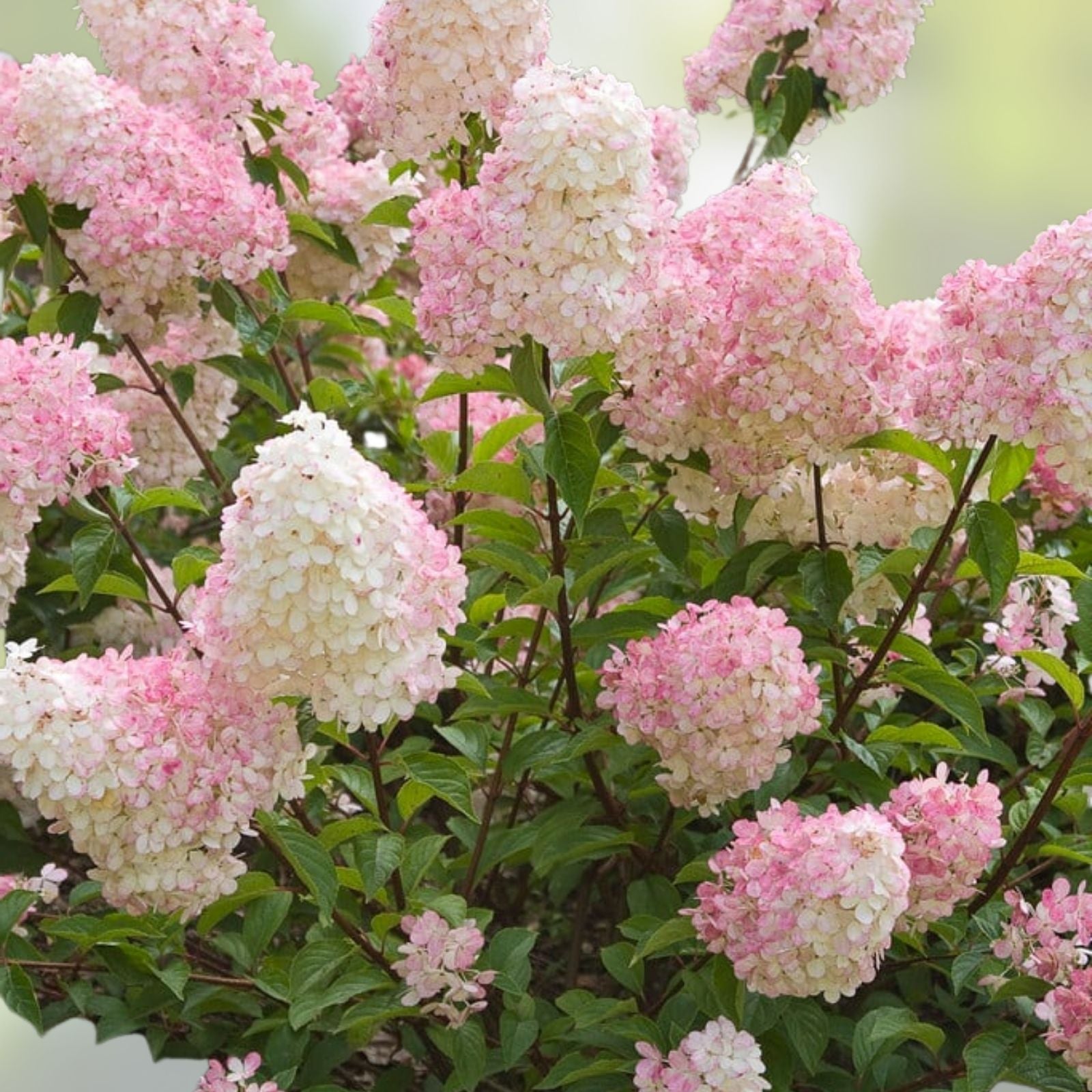 Vanilla Strawberry Hydrangea Cuttings – Live Unrooted Hydrangea paniculata Starter Plants, Garden Flowers, Flowering Shrubs