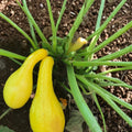 Serrano Pepper Seeds Non-GMO Heirloom Hot Chile Capsicum annuum Gardening Cooking Starter Plant