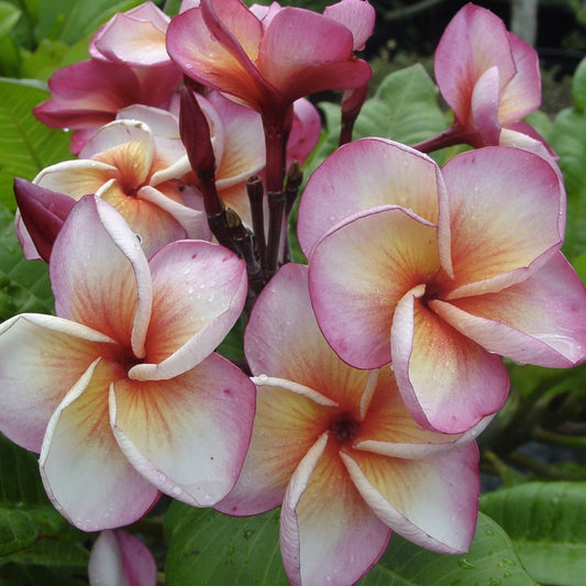 Hurricane Sunrise Plumeria Cutting - 1 Tip - Exotic Flowering Plant - Plumeria spp. - Fresh Stock