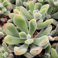 Echeveria Pulvinata Succulent Plant 3-inch Fuzzy Red Green Rosette Houseplant, Desert Rose, Live Cutting