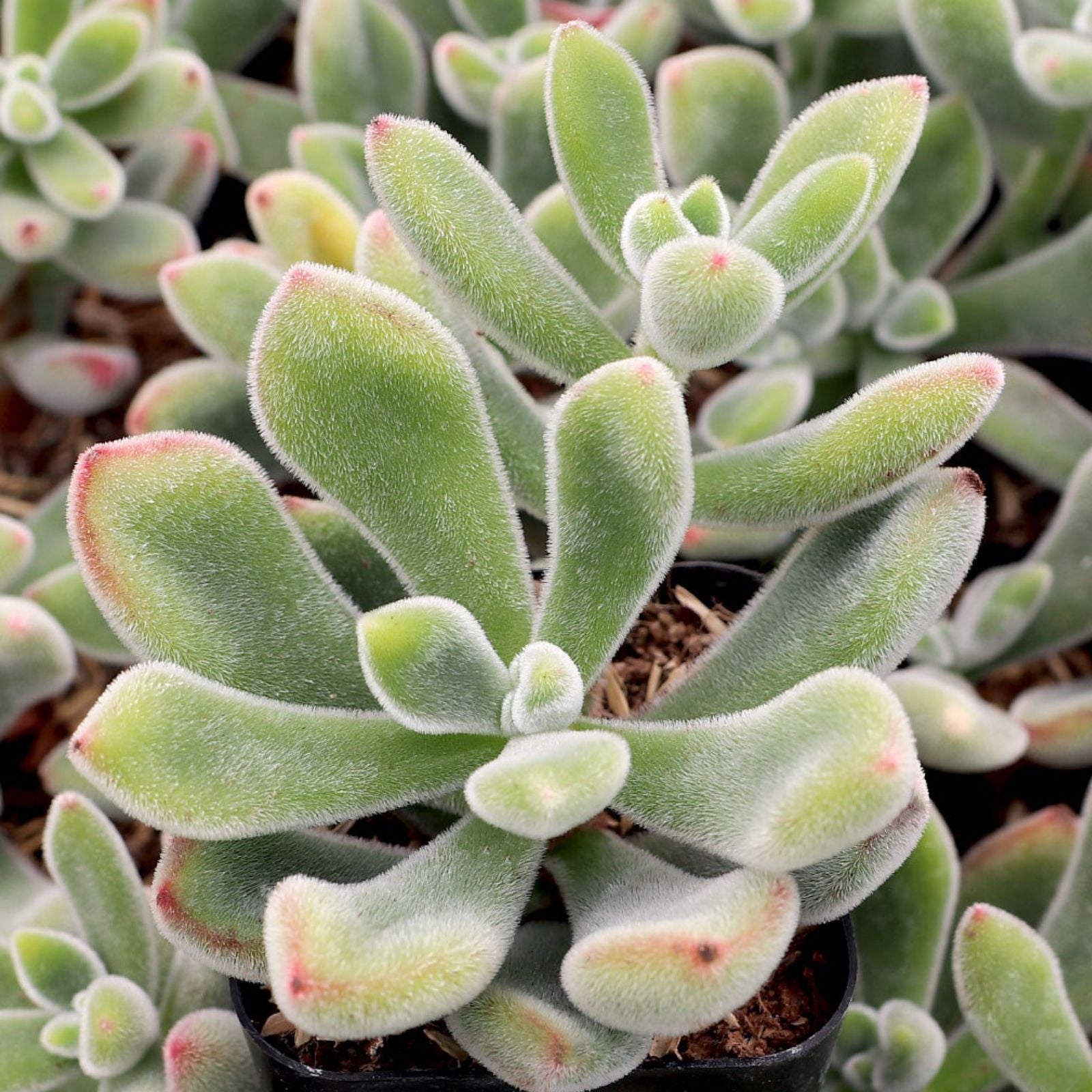 Echeveria Pulvinata Succulent Plant 3-inch Fuzzy Red Green Rosette Houseplant, Desert Rose, Live Cutting