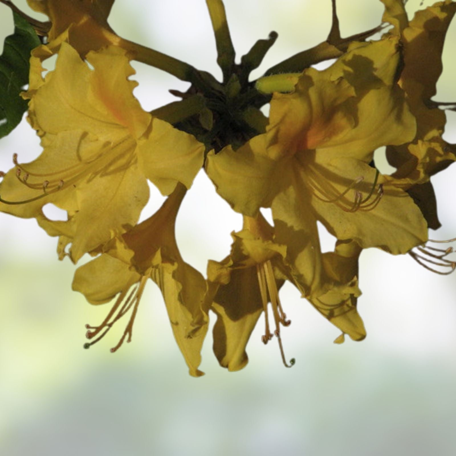 Aromi Azalea Starter Plant Frontier Gold Rhododendron Deciduous Small Live Plant