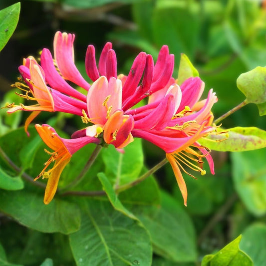 Honeysuckle Vine Starter Plant Lonicera japonica Climbing Perennial Garden Trellis Arbors Live Plant