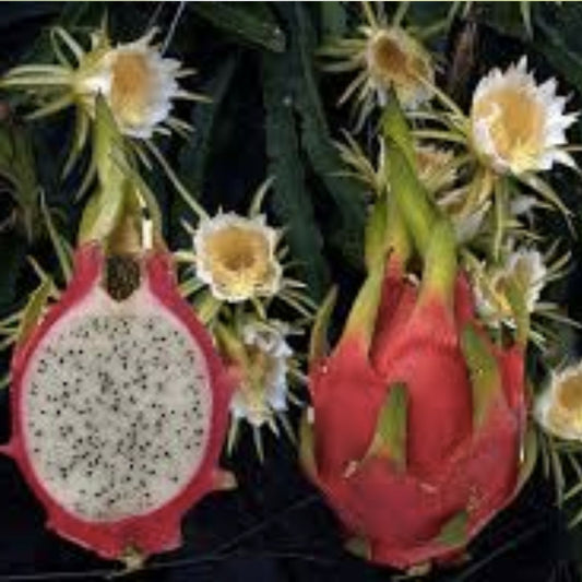 Night Queen Dragon Fruit Cutting Hylocereus undatus Live Plant 8-10" Starter Bare Root Houseplant