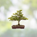 Kingsville Boxwood Mame Bonsai Tree, Live Indoor Plant, Buxus microphylla var. japonica, Miniature Starter Plant