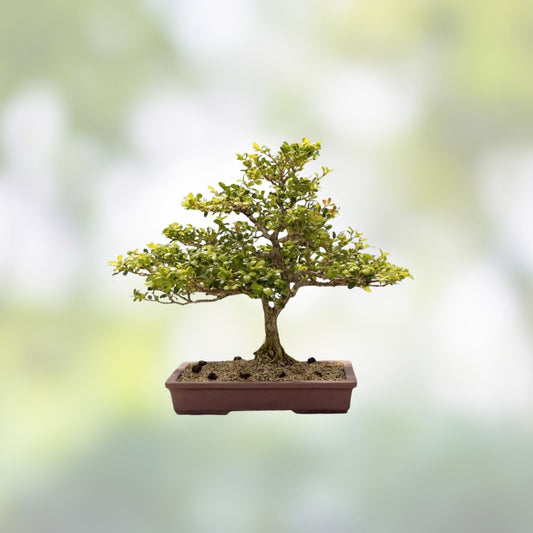 Kingsville Boxwood Mame Bonsai Tree, Live Indoor Plant, Buxus microphylla var. japonica, Miniature Starter Plant