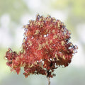 Sugar Maple Seeds 50 Pack | Acer saccharum Tree Seeds for Planting | Fast Growing Maple Tree Seeds for Gardening